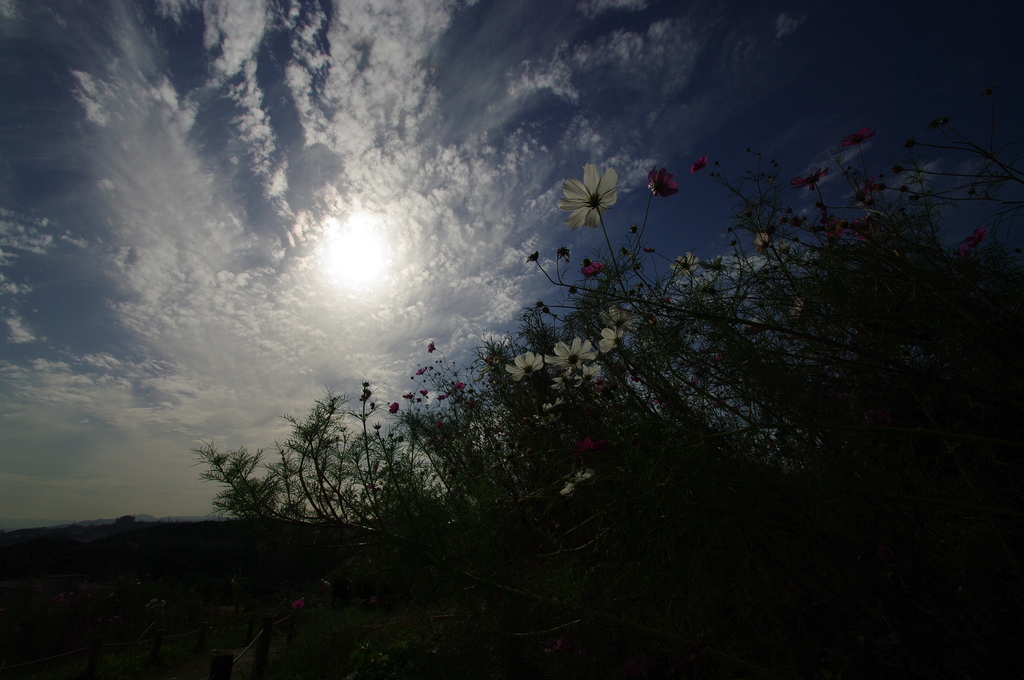 太陽に向かって。