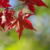 秋枯れ紅葉