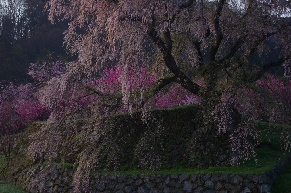 花の色は・・・