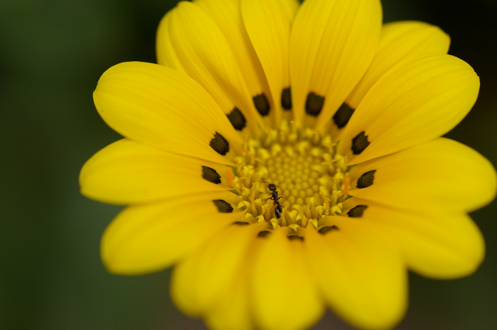 大輪の花