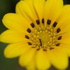 大輪の花
