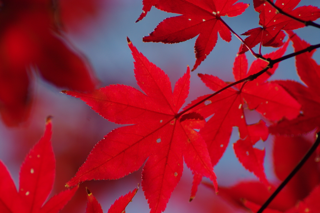 紅葉