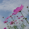 秋空に向かって