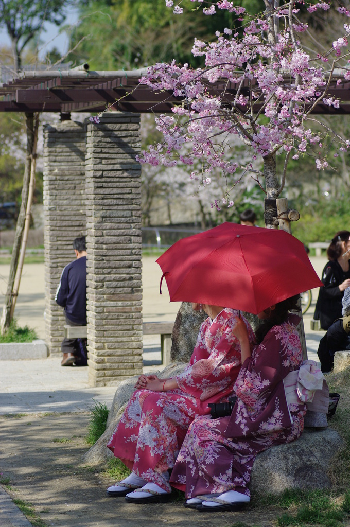 艶桜　其の弐