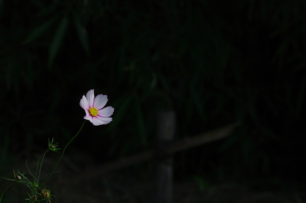 日陰の華