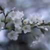 新宿御苑の桜