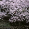 新宿御苑の桜2