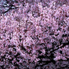 新宿御苑の桜-1