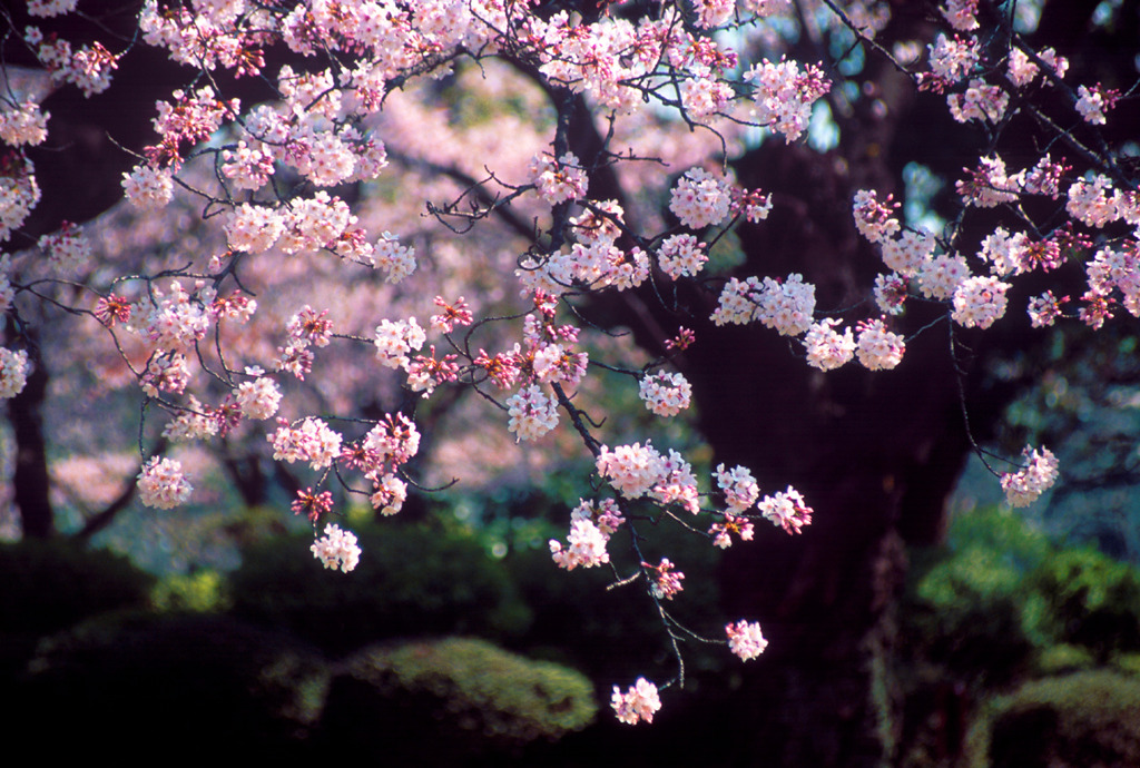 新宿御苑の桜-2