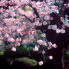新宿御苑の桜-2