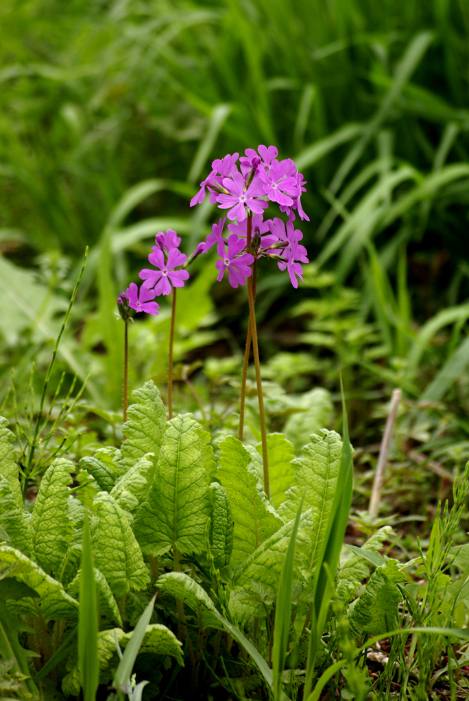 さくら草