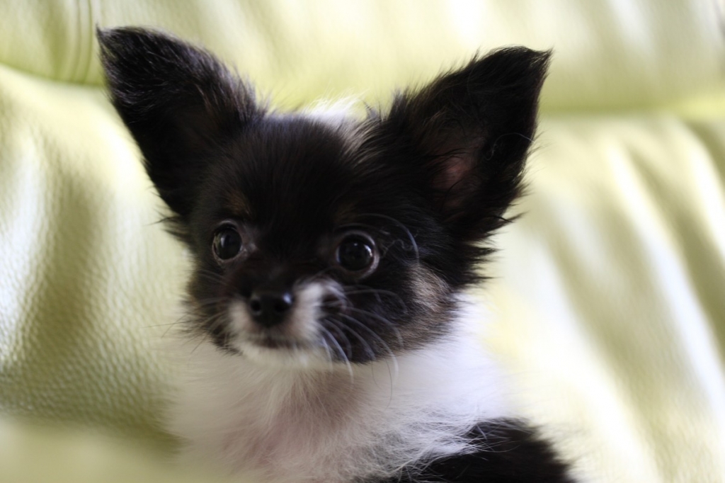 papillon puppy