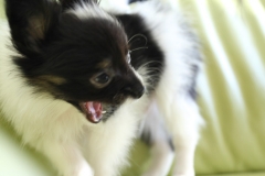 papillon puppy