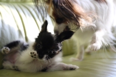 papillon puppy