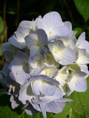 紫陽花（河口湖 カチカチ山）