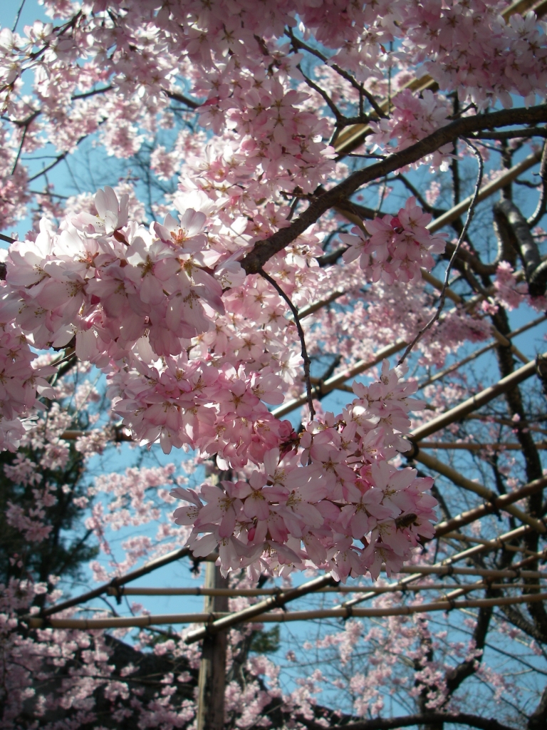 桜