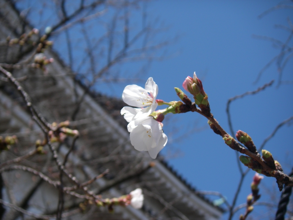 桜と城