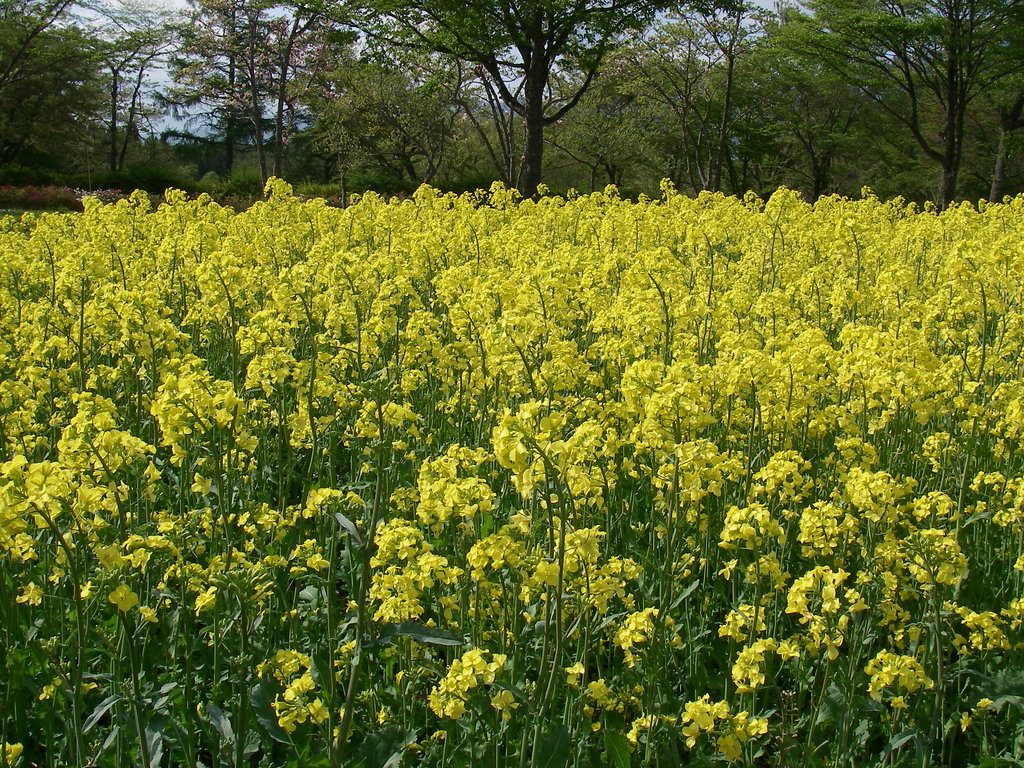 菜の花