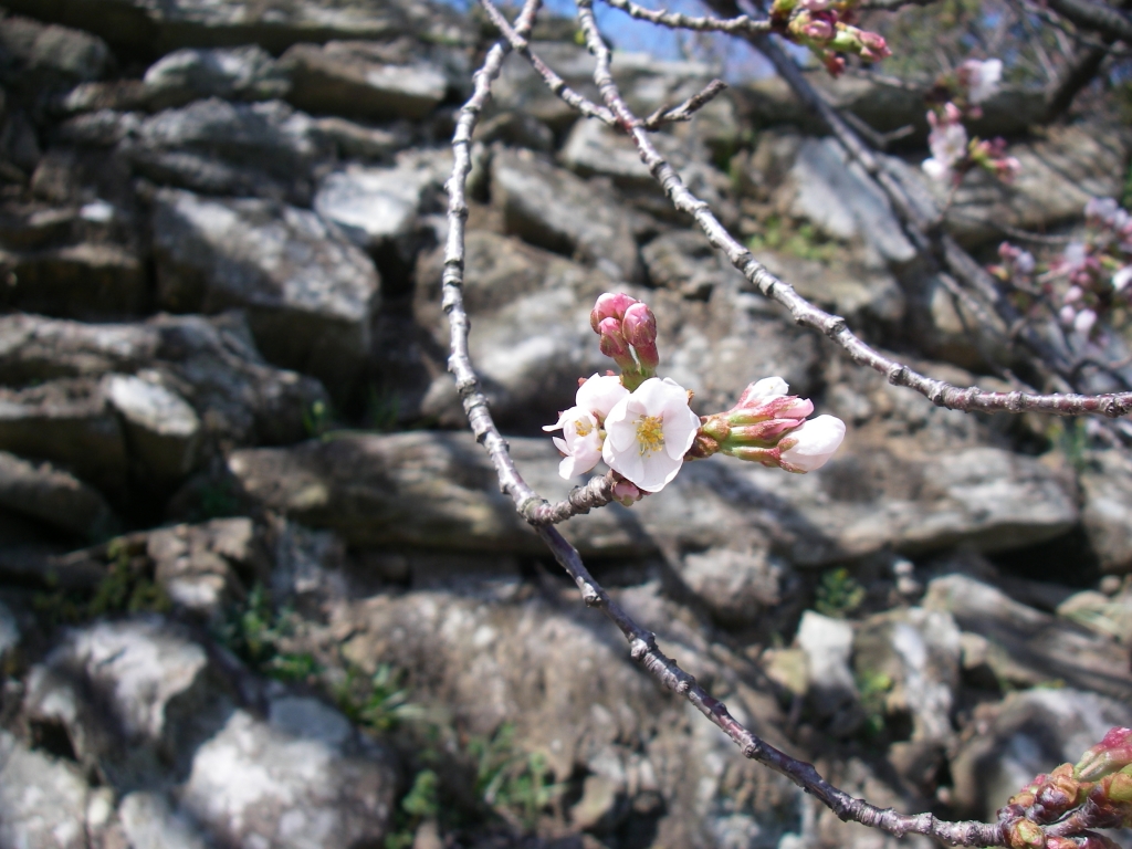 石垣と桜