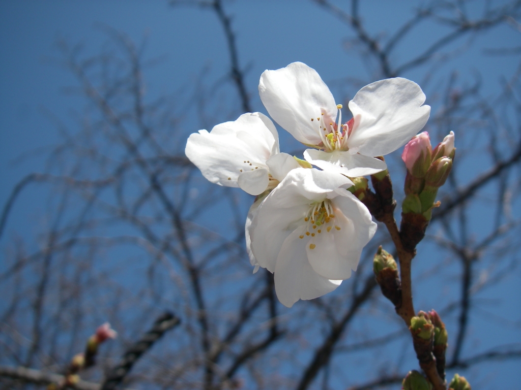 桜