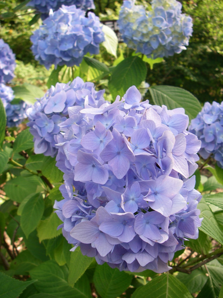 紫陽花（河口湖 カチカチ山）