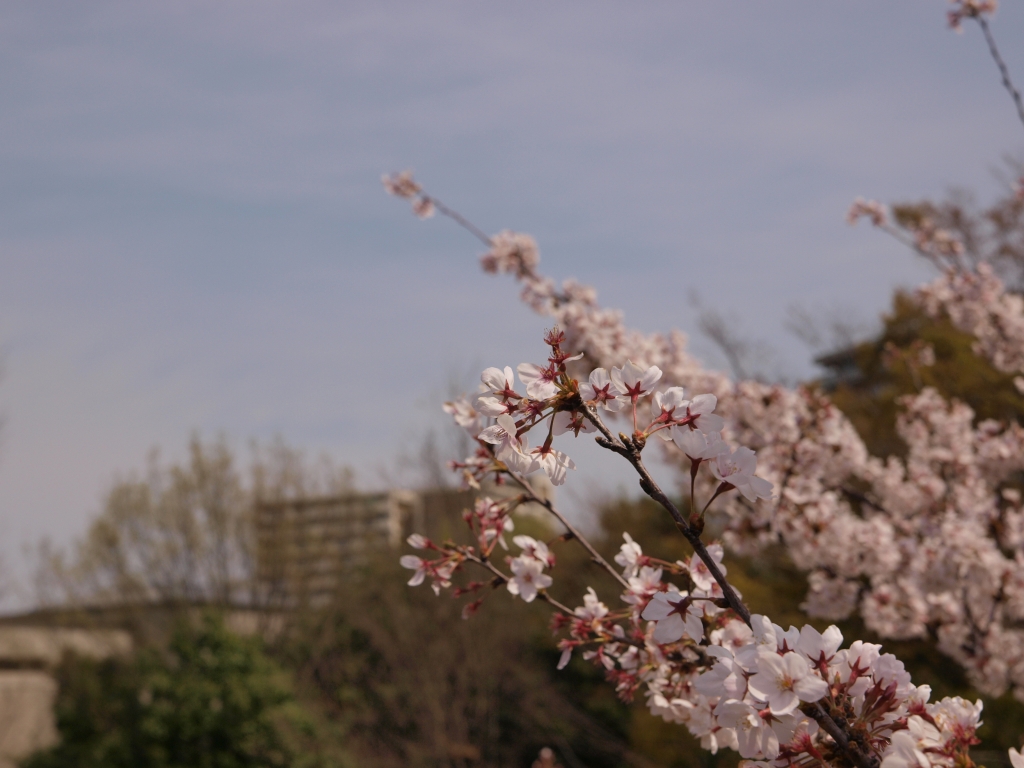風景にとけ込む桜