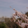 風景にとけ込む桜