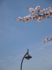 空と桜と街灯と