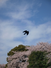 空を飛ぶ鳥と桜