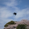 空を飛ぶ鳥と桜