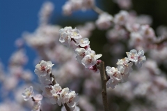 2008年春・神代植物公園