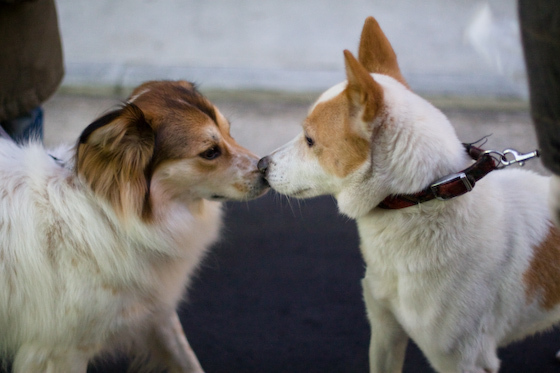 「ふらら」と「たろう」EOS30D+EF50mm F1.4 USM