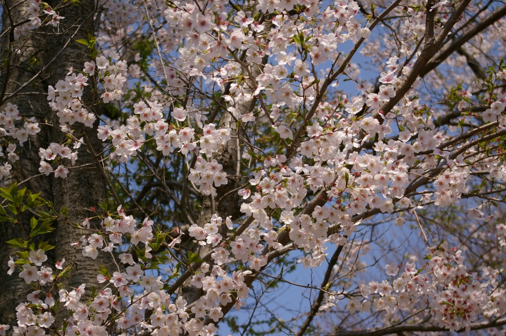 SAKURA