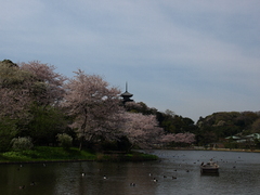 横浜三渓園