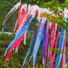 小櫃川の鯉のぼり