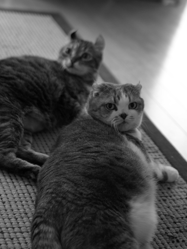 ツーショット