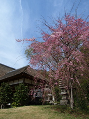 横浜三渓園