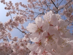 Cherry Blossom