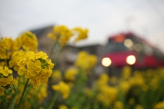 Field Mustard