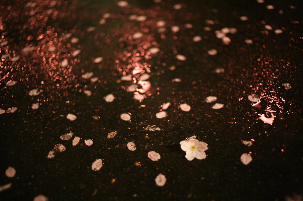 Fallen Petals