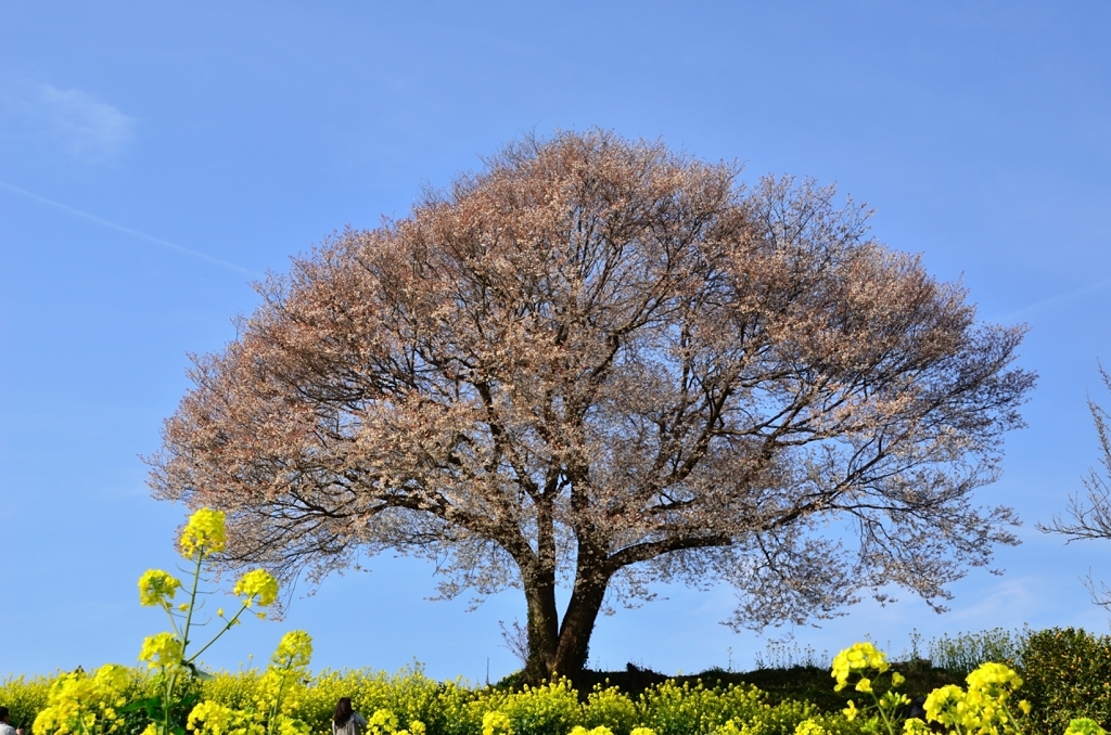 あの丘の桜