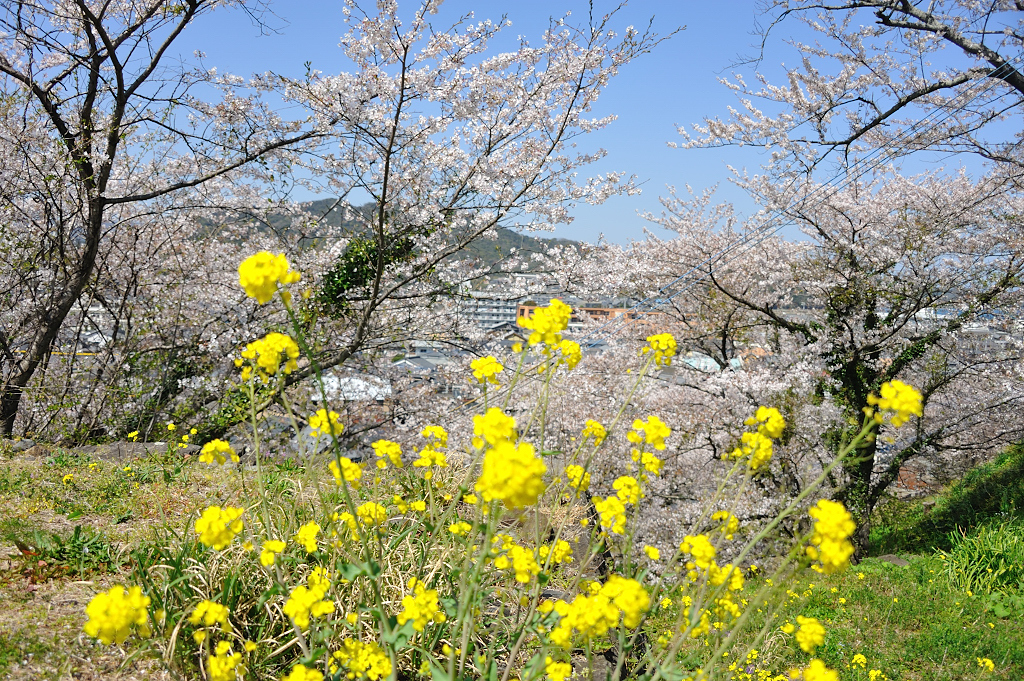 菜の花と桜