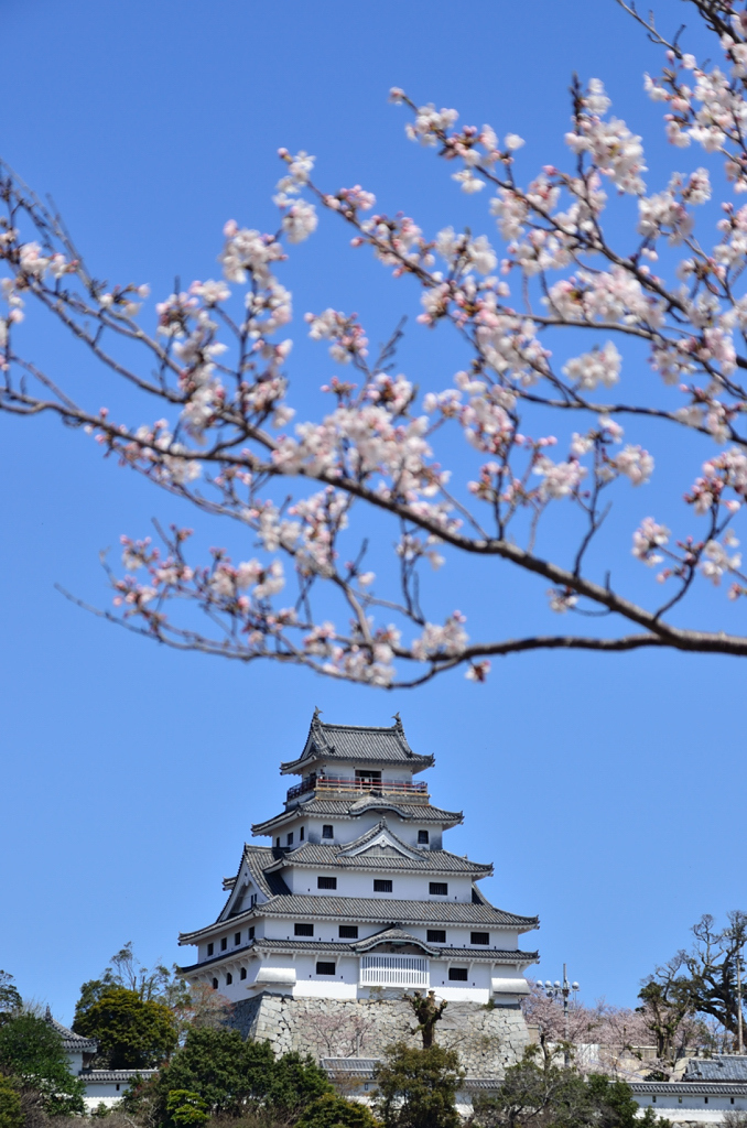 唐津城と桜(D7000)