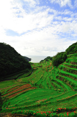 浜野浦の棚田