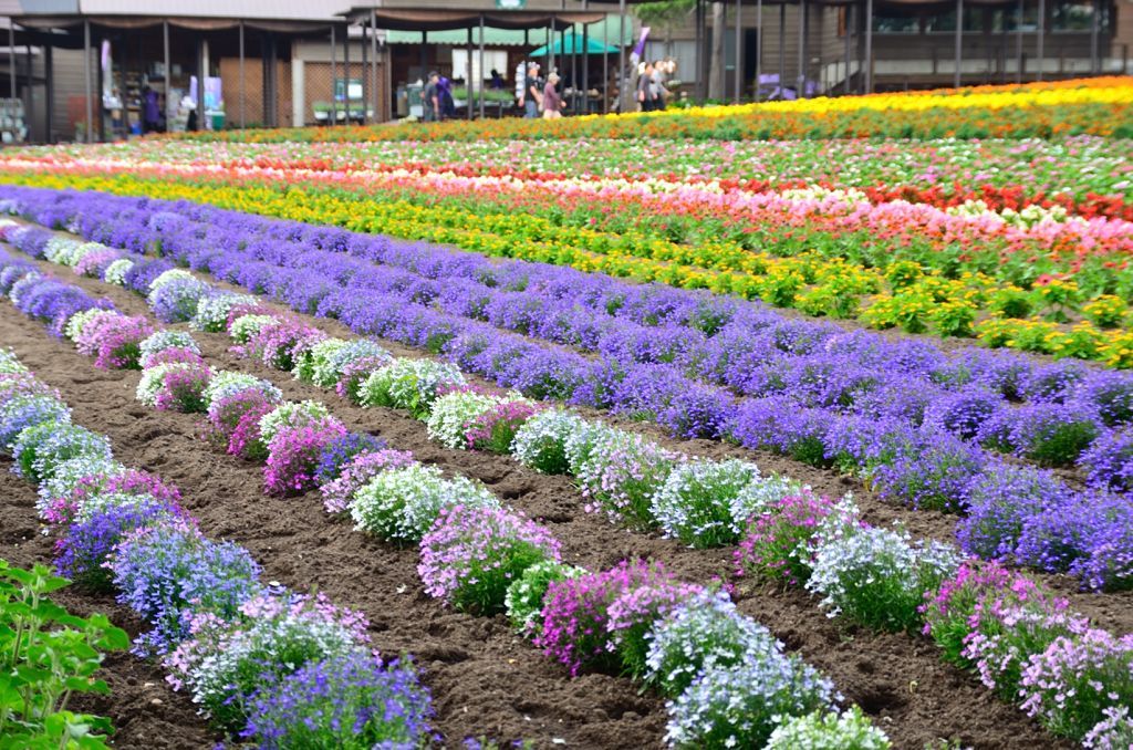 アーム富田の花