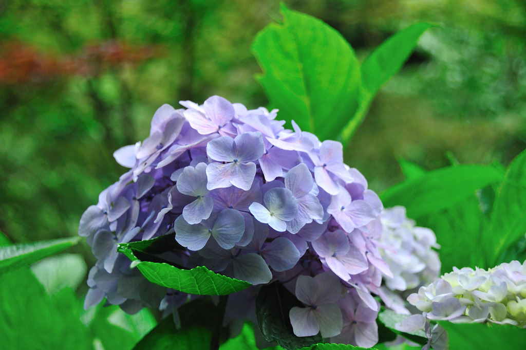 紫陽花