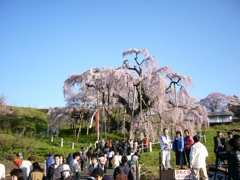 福島の思い出 三春の瀧桜