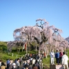 福島の思い出 三春の瀧桜