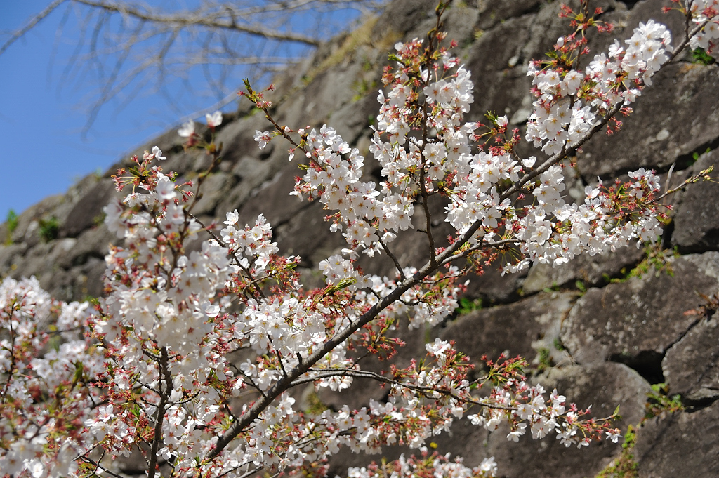 桜と石垣