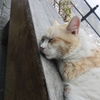 寝てる猫・・・気持ちいいにゃ！